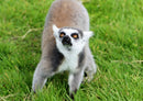 45365 Tierwelt - Lemur