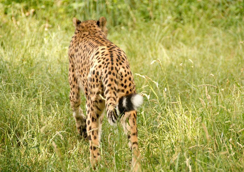 76223 Tierwelt - Gepard