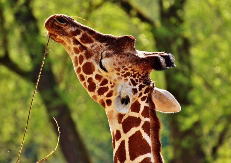 78962 Natur - Giraffe