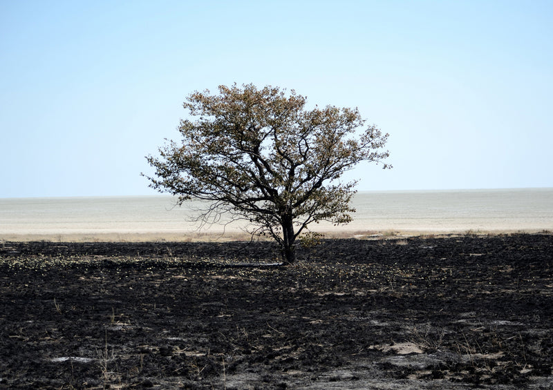 79752 Natur - Namibia