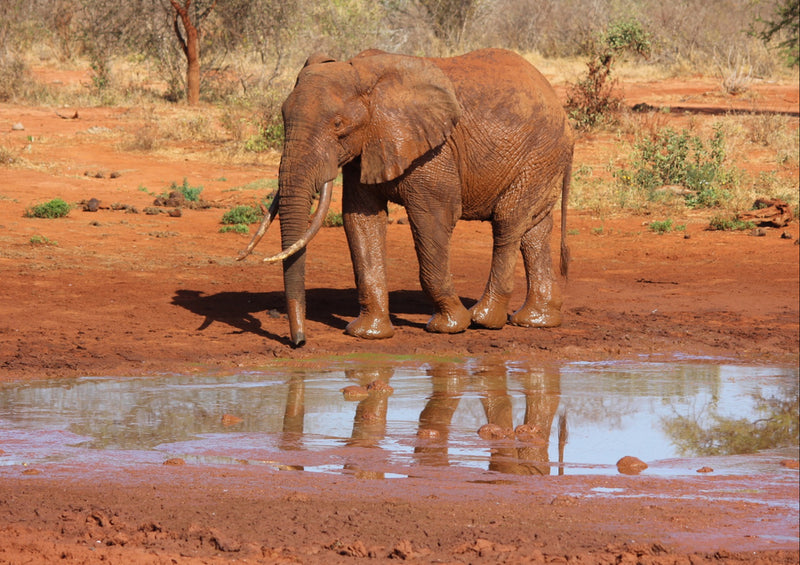 78409 Natur - Elefant