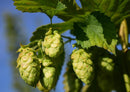 17462 Natur - Hopfen