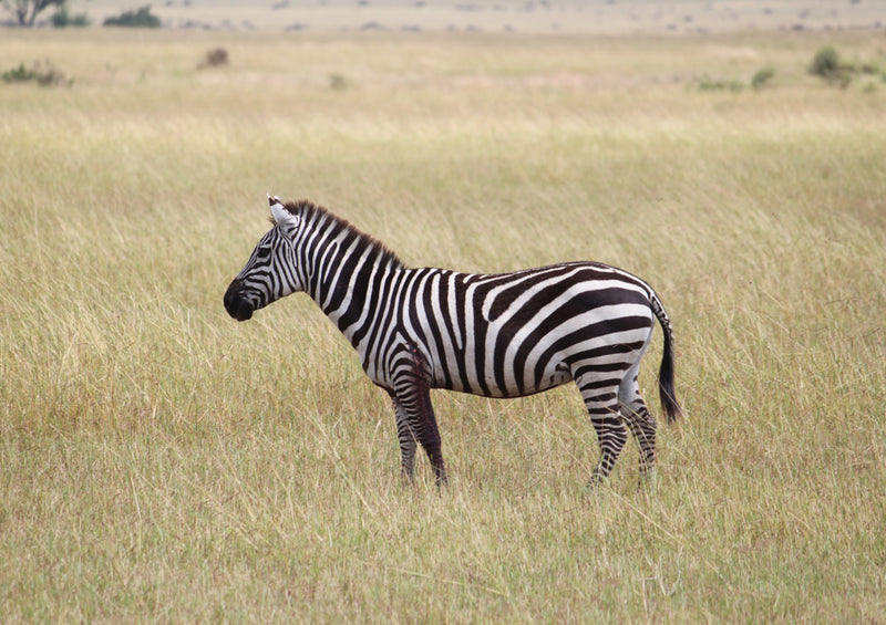 79308 Natur - Zebra