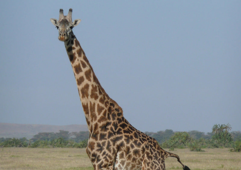 78640 Natur - Giraffe