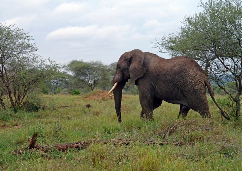 87185 Tierwelt - Elefant