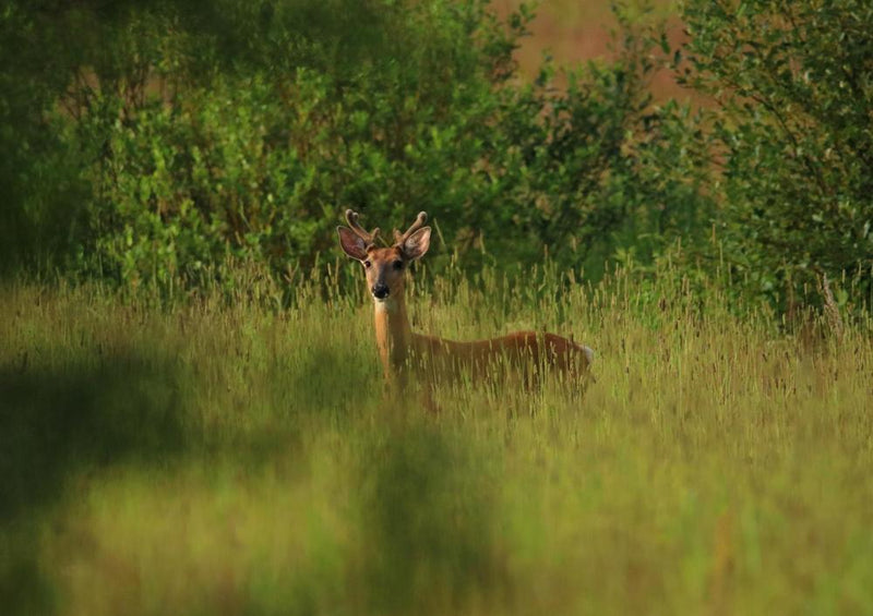 23175 Tierwelt - Rehe im Wald