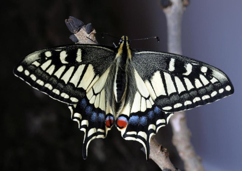 18057 Tierwelt - Schmetterling
