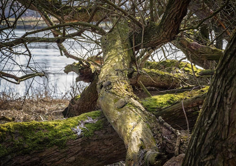 21946 Natur - Baum am Ufer