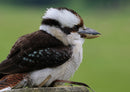 36462 Tierwelt - Kookaburra
