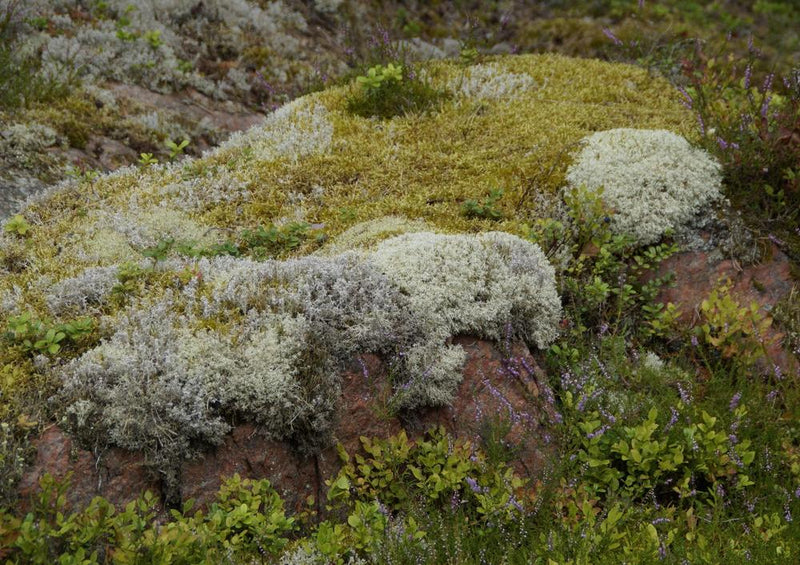 18380 Natur - Steinlandschaft