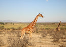 79040 Natur - Giraffe
