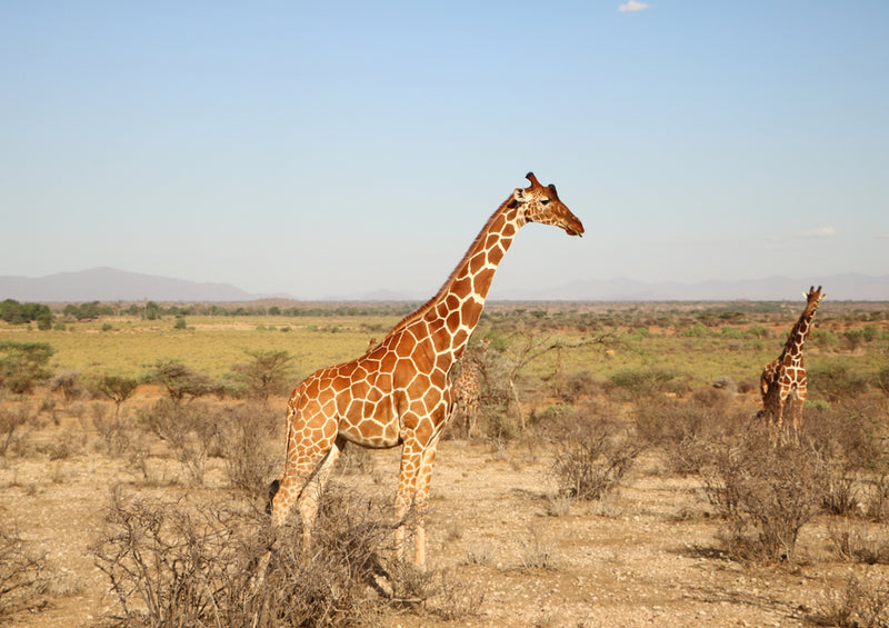 79040 Natur - Giraffe