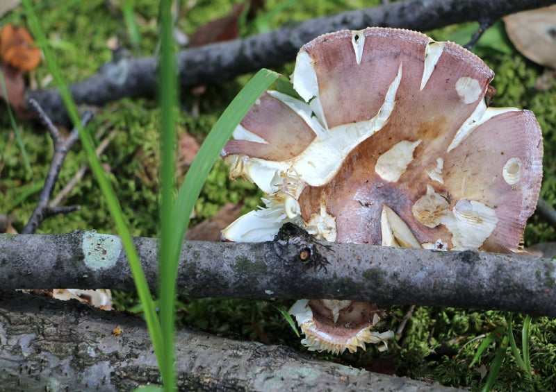 40744 Ernährung - Pilz