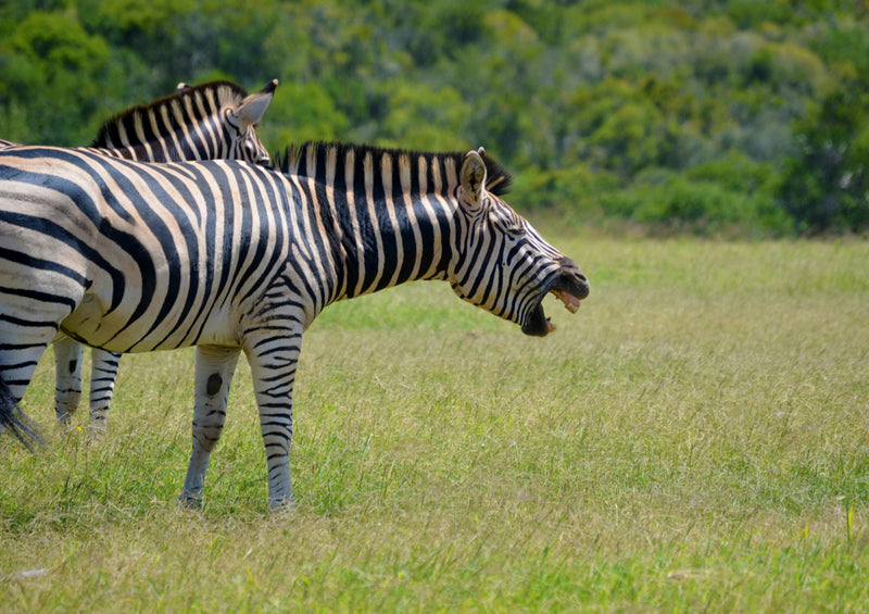 81842 Tierwelt - Zebras