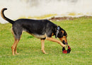 34377 Tierwelt - Hund