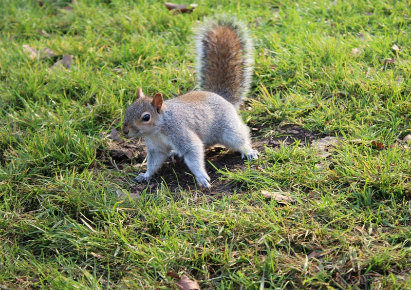 56415 Tierwelt - Eichhörnchen