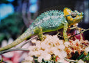 80515 Natur - Chameleon