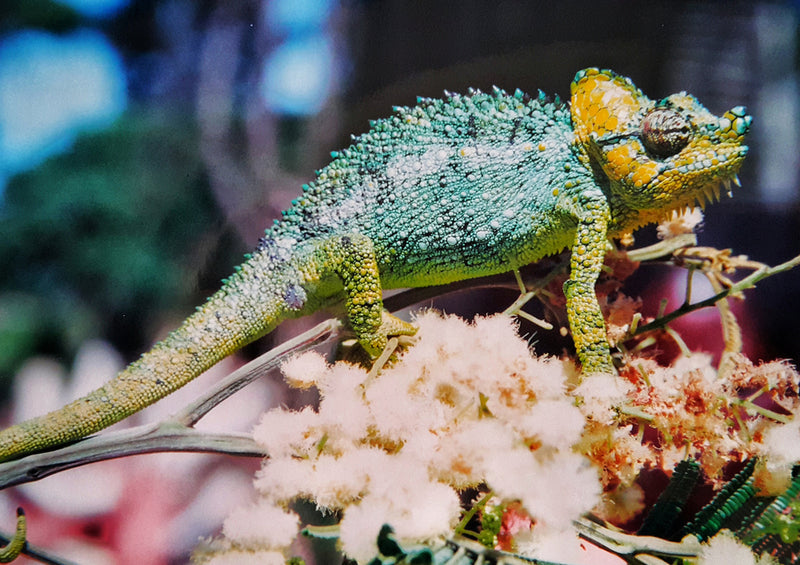 80515 Natur - Chameleon