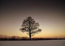 27333 Natur - Baum