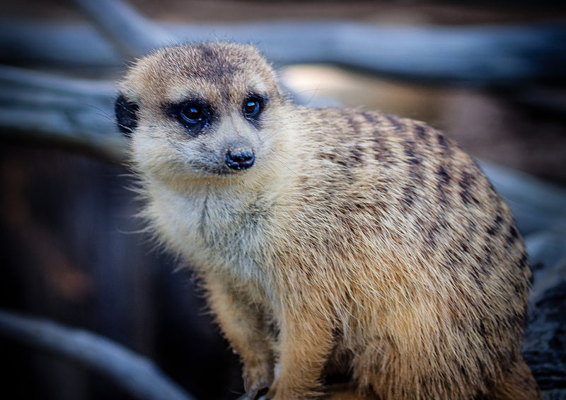 84276 Natur - Erdmännchen