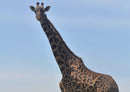 78690 Natur - Giraffe