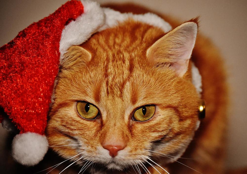 29214 Tierwelt - Weihnachts-Katze