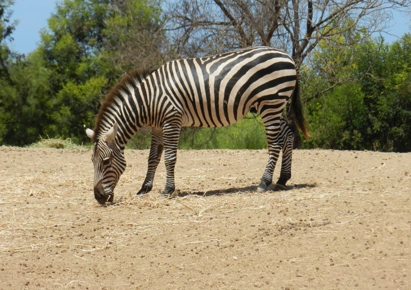 82201 Tierwelt - Zebra