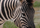 79859 Tierwelt - Zebra