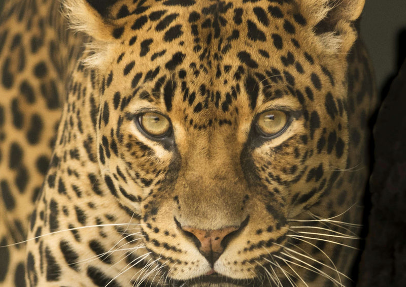 84818 Tierwelt - Leopard