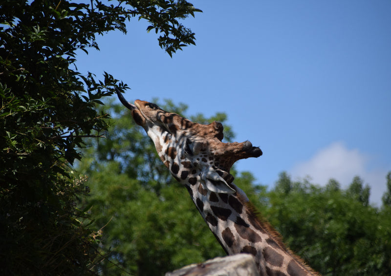 77872 Tierwelt - Giraffe