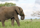 85904 Tierwelt - Elefant
