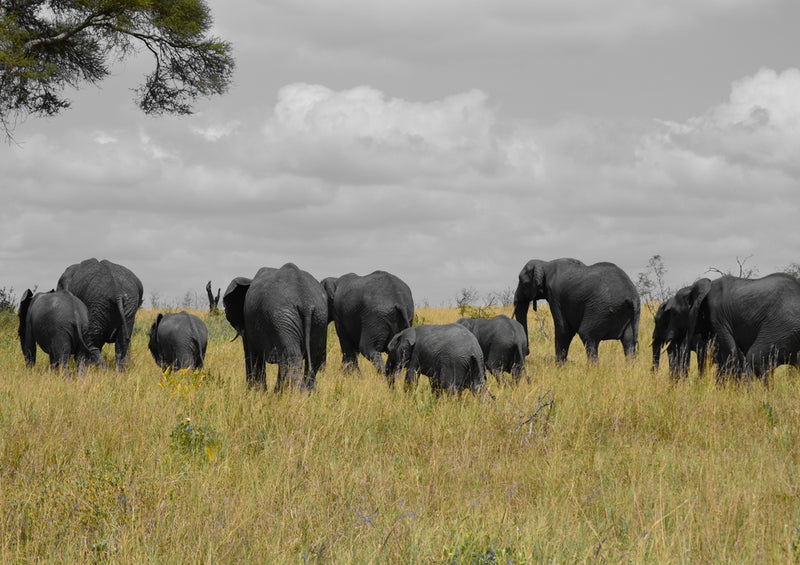 86464 Natur - Elefanten