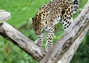 73369 Tierwelt - Leopard