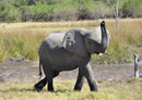 86885 Tierwelt - Elefant