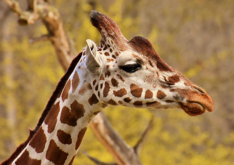 79162 Natur - Giraffe