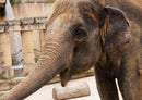 86000 Tierwelt - Elefant