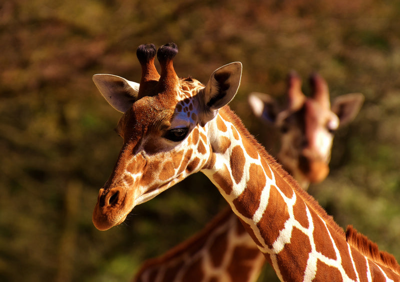 78991 Natur - Giraffe