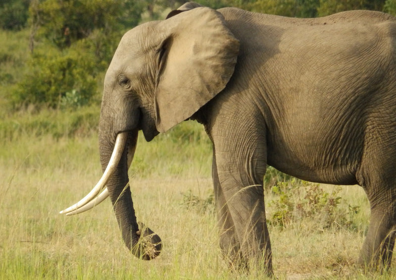 87235 Tierwelt - Elefant