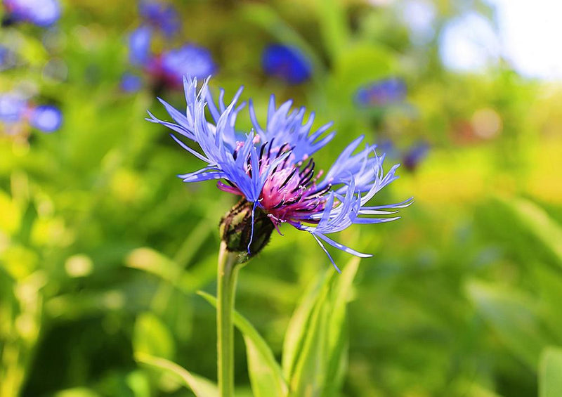 31977 Natur - Blüte