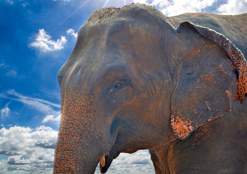 86871 Tierwelt - Elefant