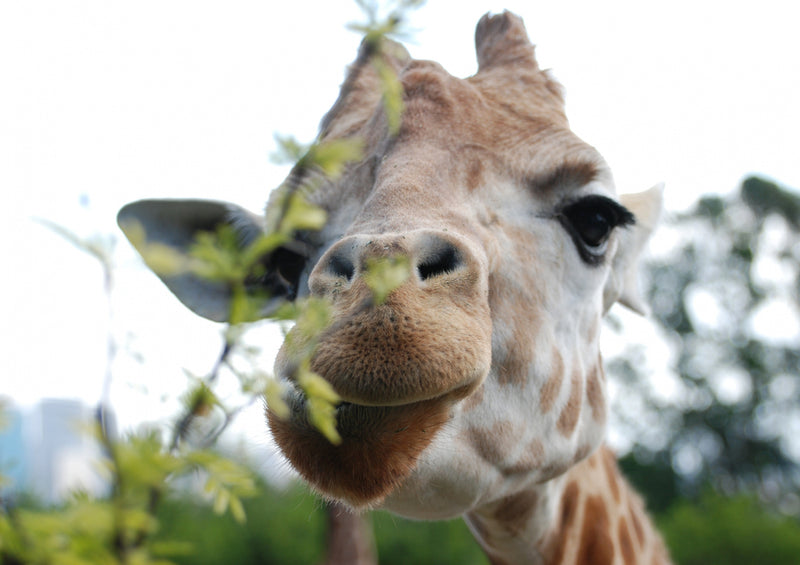 78684 Natur - Giraffe