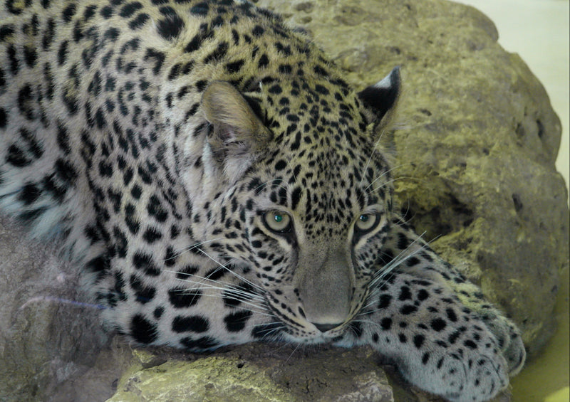 70551 Tierwelt - Leopard