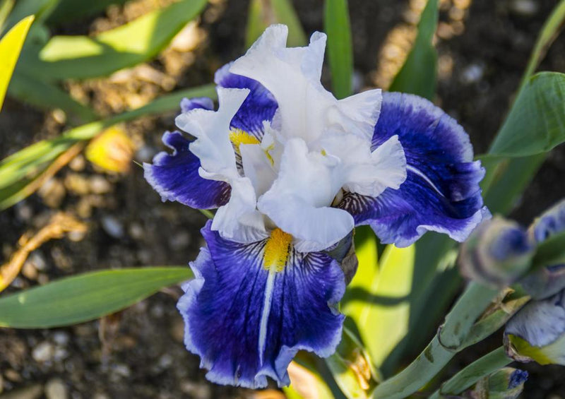 28909 Natur - Blüte