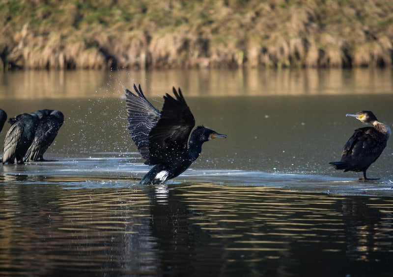 22630 Natur - Enten im See