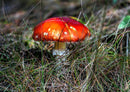 43347 Natur - Pilz