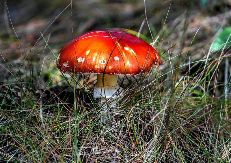 43347 Natur - Pilz