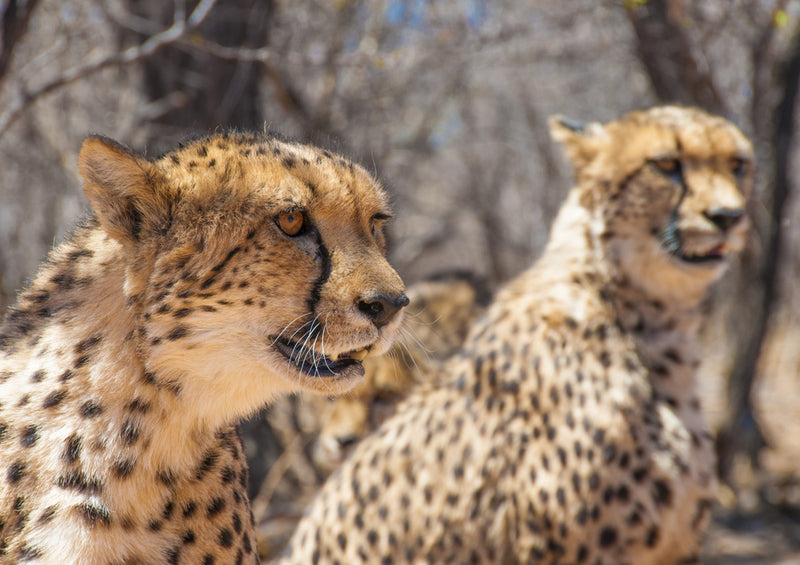 82485 Tierwelt - Gepard