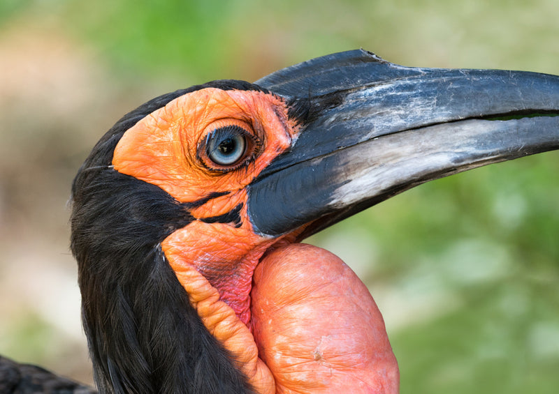 80741 Natur - Exotischer Vogel