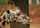 75061 Tierwelt - Giraffe
