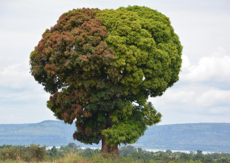 19975 Natur - Doppel-Baum